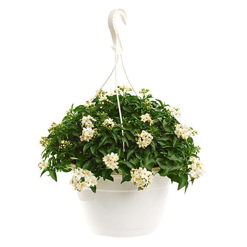 Hängender Topf mit weißblühendem Solanum Jasminoides