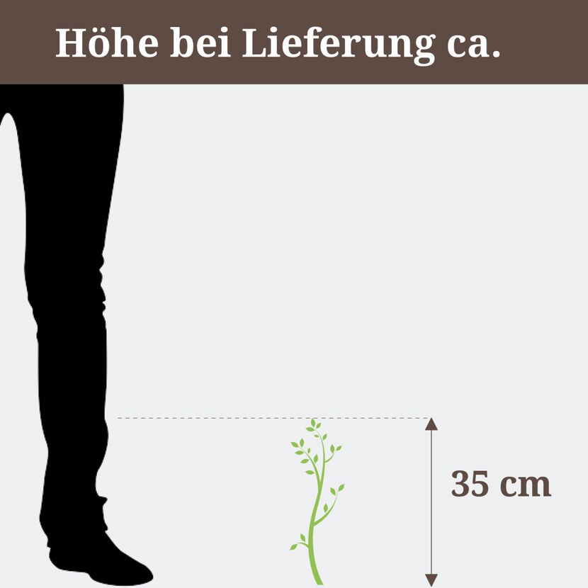 Pflanze mit einer Höhe von 35 cm neben einem Fuß