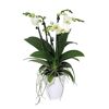 Weiße Orchidee in weißem Topf