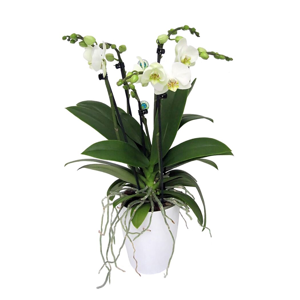 Weiße Orchidee in weißem Topf