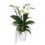 Weiße Orchidee in weißem Topf