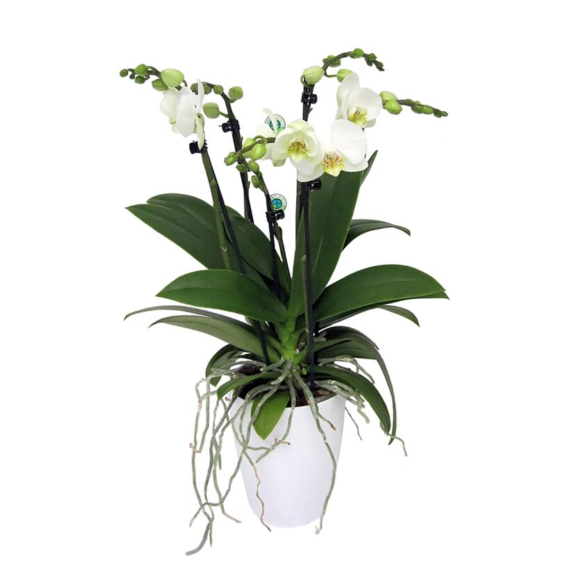 Weiße Orchidee in weißem Topf