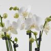 Weiße Orchideen mit Knospen
