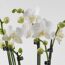 Weiße Orchideen mit Knospen
