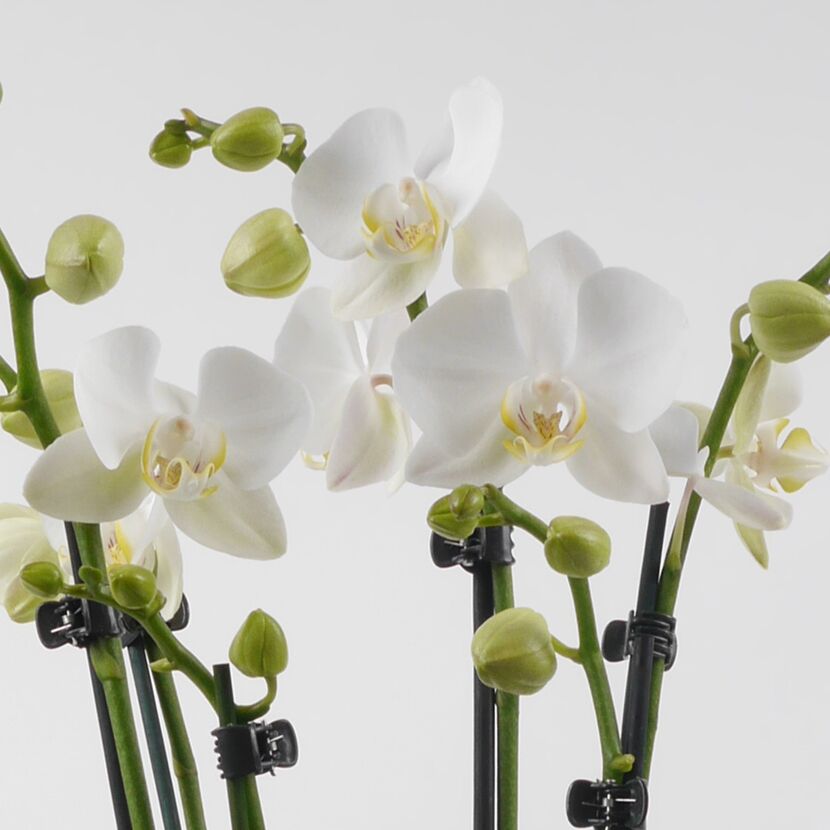 Weiße Orchideen mit Knospen