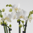 Verkleinertes Bild von Schmetterlingsorchidee weiß 5 Rispen in Kunststoff-Übertopf
