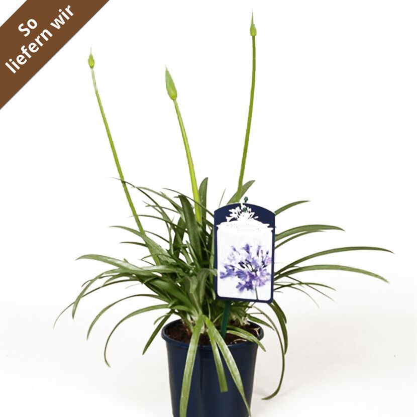 Schmucklilie Agapanthus Africanus im Topf