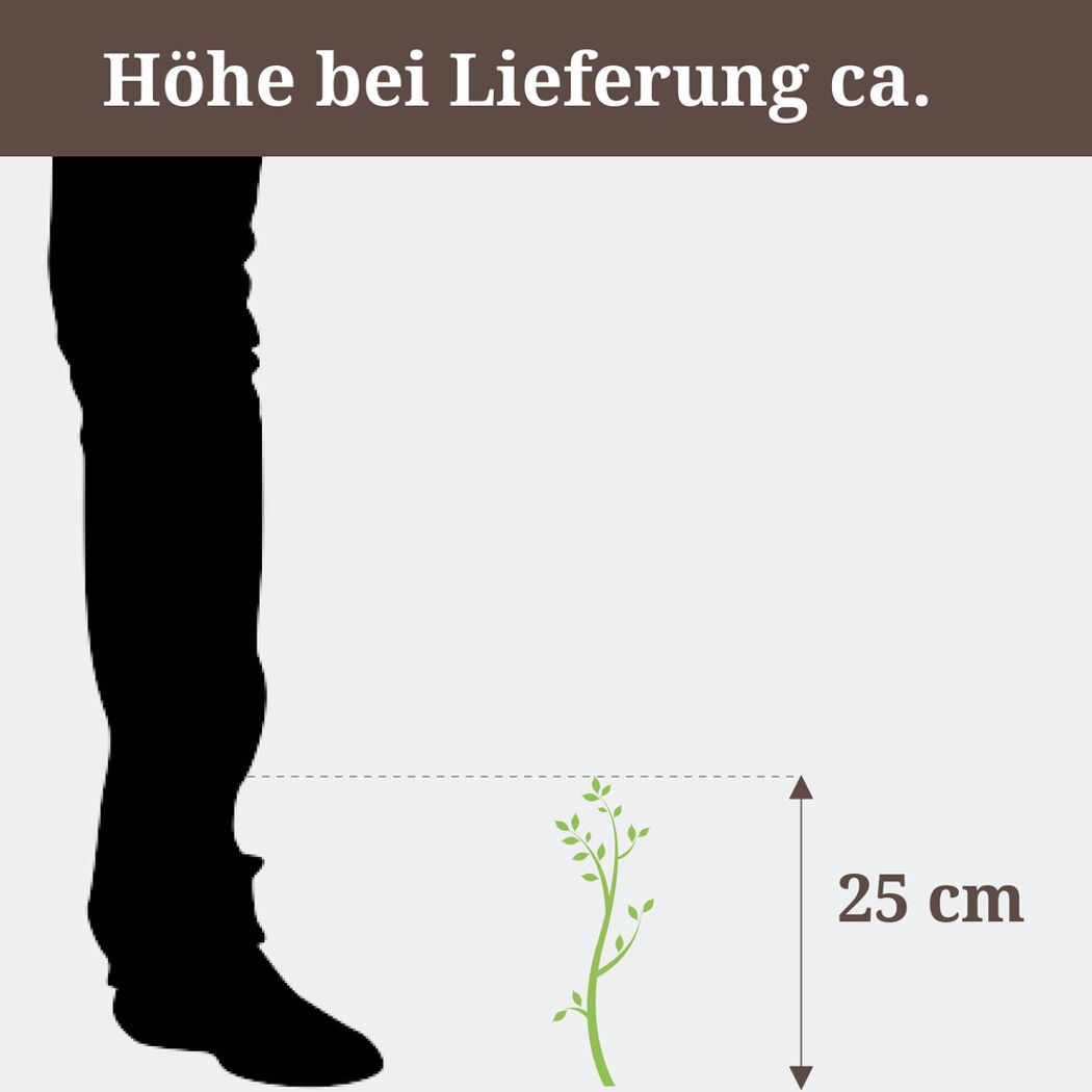 Schmucklilie Höhe bei Lieferung ca. 25 cm
