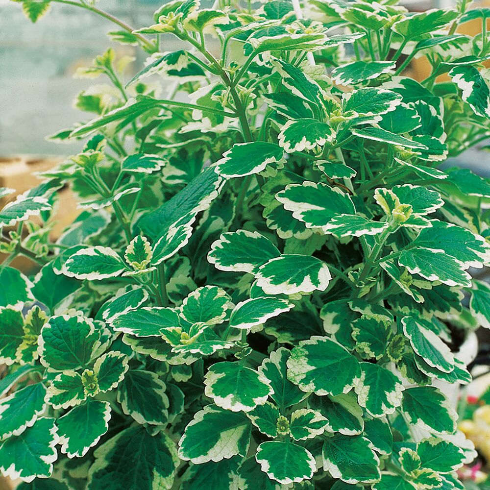 Buntnessel, weiß-grün panaschiert