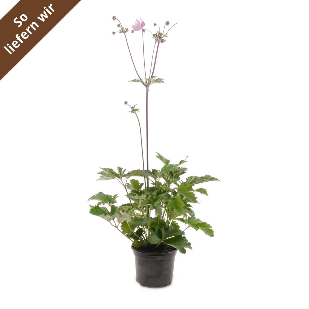 Anemone Hupehensis im Topf
