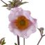 Nahaufnahme einer rosa Anemone hupehensis