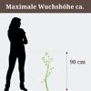Pflanze mit maximaler Wuchshöhe von 90 cm neben einer Person
