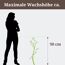 Pflanze mit maximaler Wuchshöhe von 90 cm neben einer Person