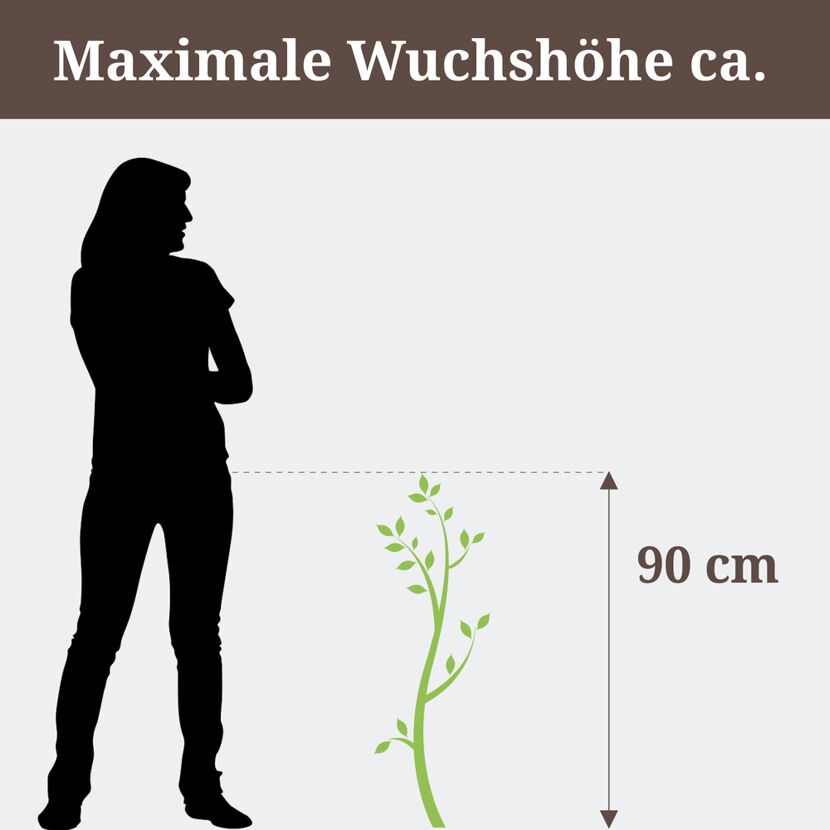 Pflanze mit maximaler Wuchshöhe von 90 cm neben einer Person