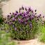 Lavendel 'Stoechas'