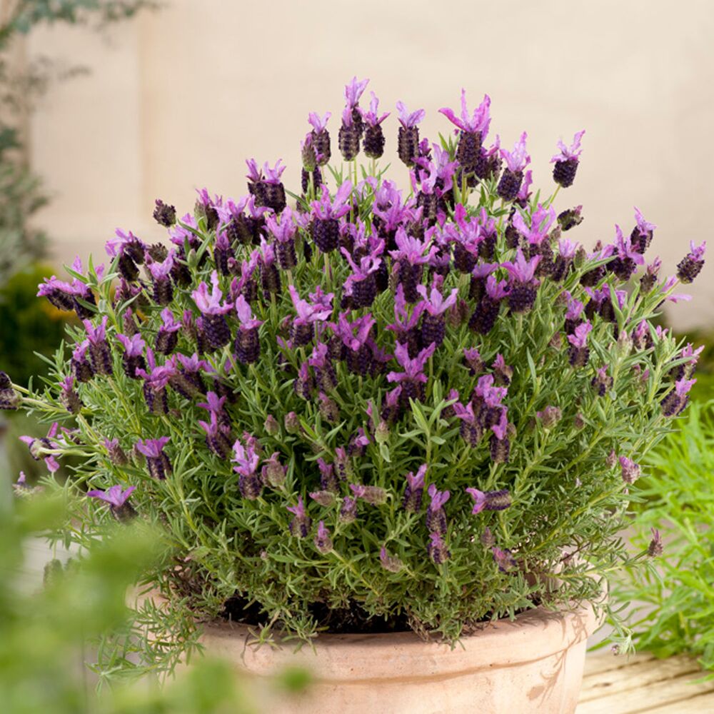 Lavendel 'Stoechas'