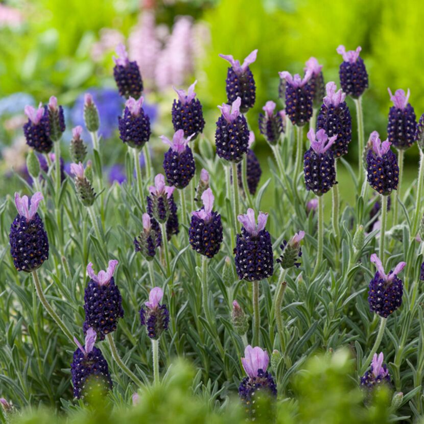 Lavendelblüten in Lila und Dunkelviolett