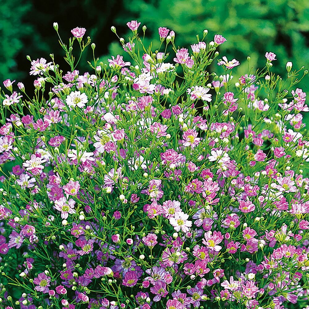 Rosa und weiße Blüten des Schleierkrauts