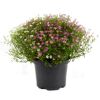 Topf mit rosa und weißen Schleierkrautblüten