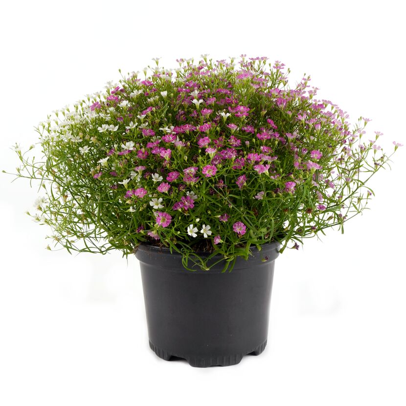 Topf mit rosa und weißen Schleierkrautblüten