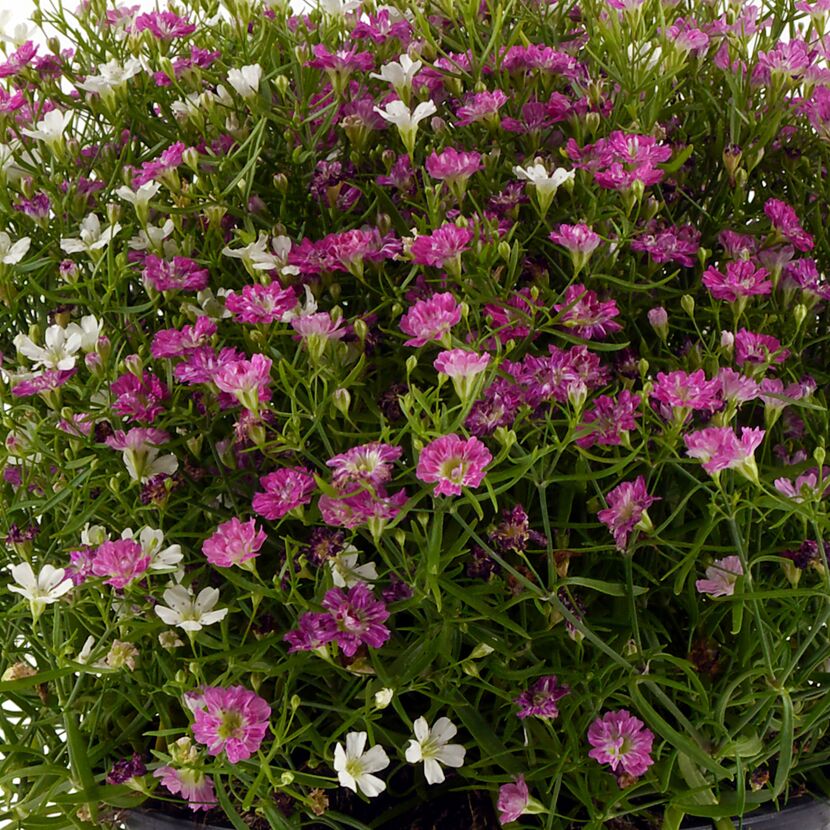 Schleierkraut in Rosa und Weiß
