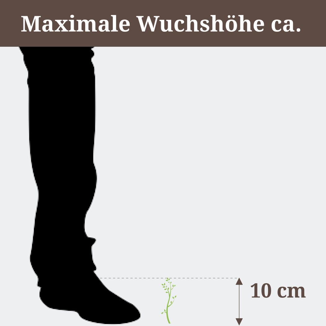 Maximale Wuchshöhe ca. 10 cm