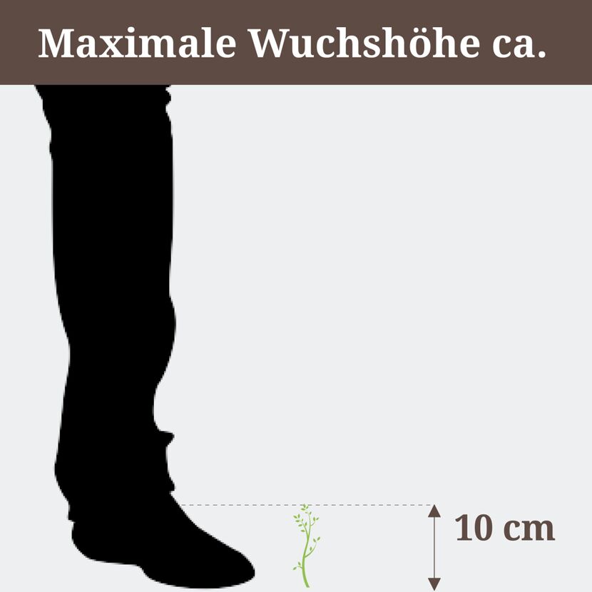 Maximale Wuchshöhe ca. 10 cm