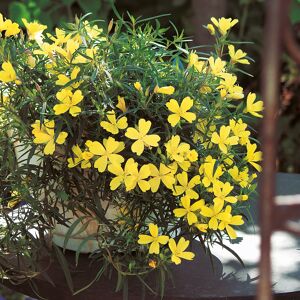 Nachtkerze 'Lemon Drop®', 2er-Set