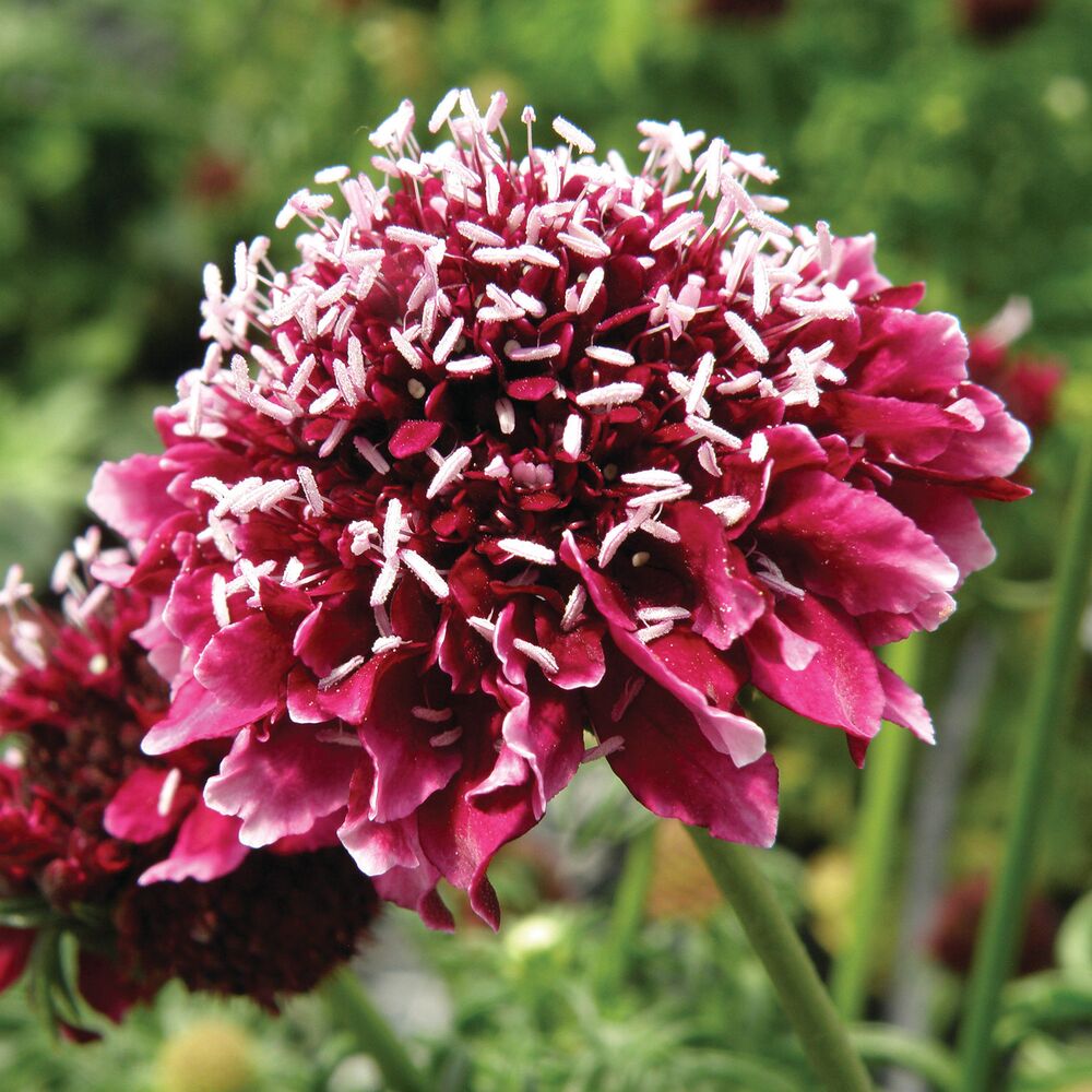Scabiosa columbaria, dunkelrote und violette Blüte mit weißen Staubgefäßen