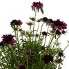 Scabiosa columbaria