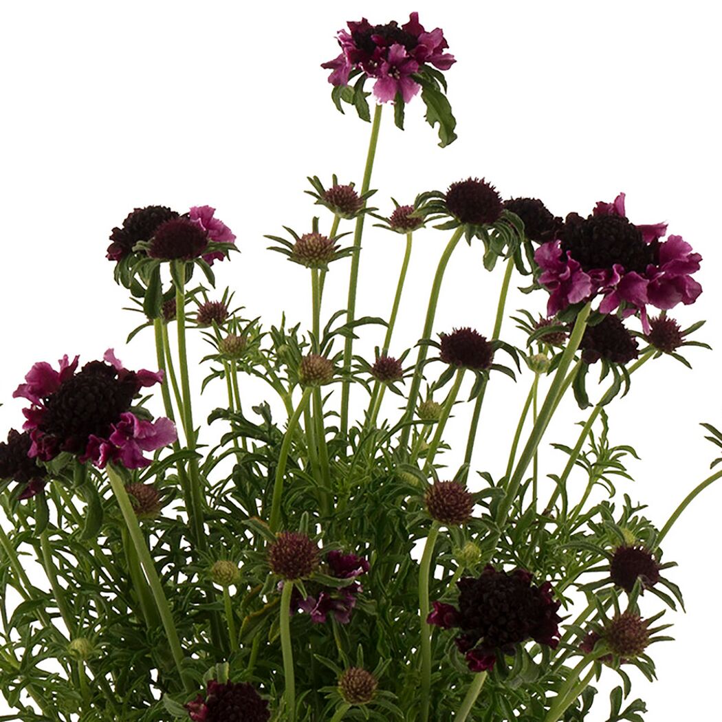 Scabiosa columbaria