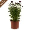 Scabiosa columbaria im Topf