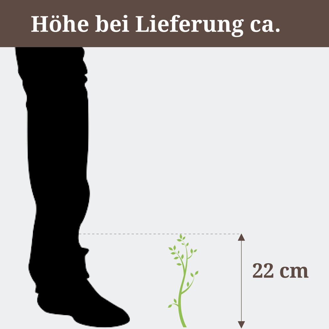 Scabiosa Columbaria ca. 22 cm hoch