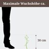 Pflanze mit maximaler Wuchshöhe von 30 cm