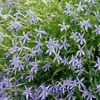 Isotoma Farbmix, hellviolette Blüten