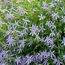 Isotoma Farbmix, hellviolette Blüten