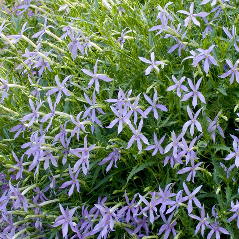 Isotoma Farbmix, hellviolette Blüten