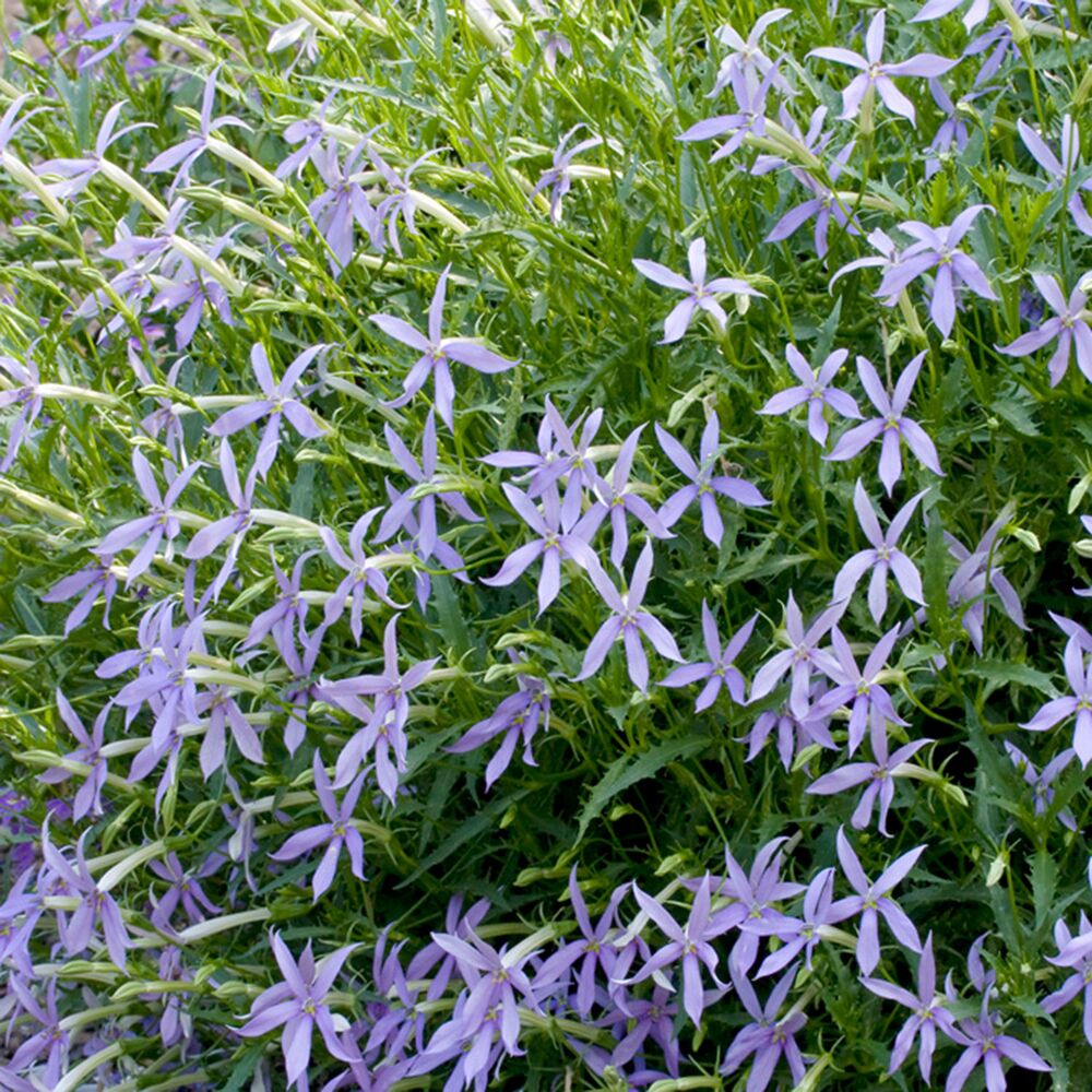 Isotoma Farbmix, hellviolette Blüten