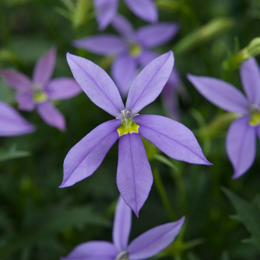 Lila Isotoma-Blüten mit gelber Mitte
