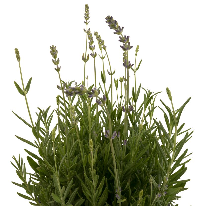 Lavendelpflanze mit lila Blüten