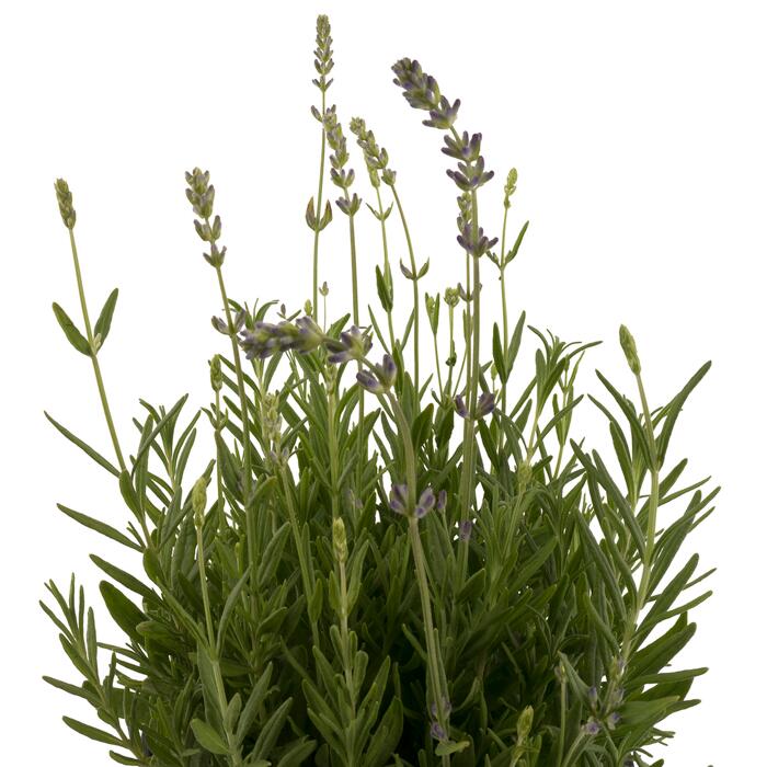 toom Echter Lavendel "Twins