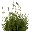 hauptbild