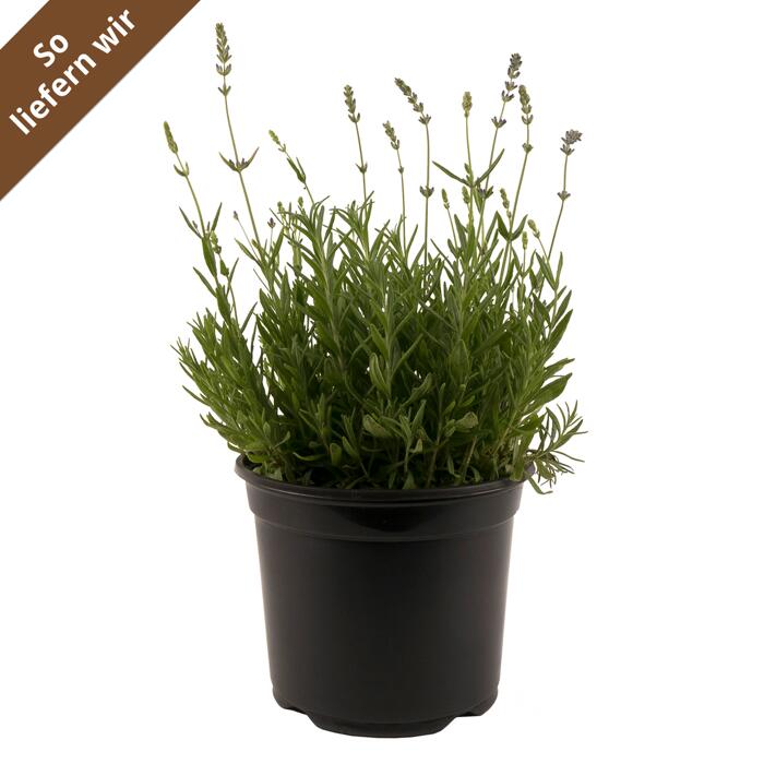 toom Echter Lavendel "Twins