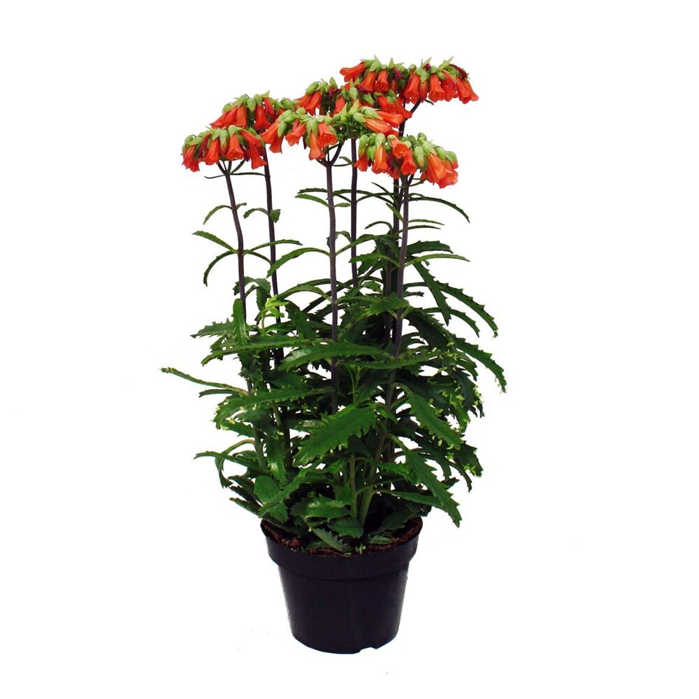 Topfpflanze Kalanchoe Lucky Bells mit orangen Blüten