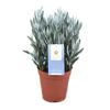 Senecio Aquarine in braunem Topf