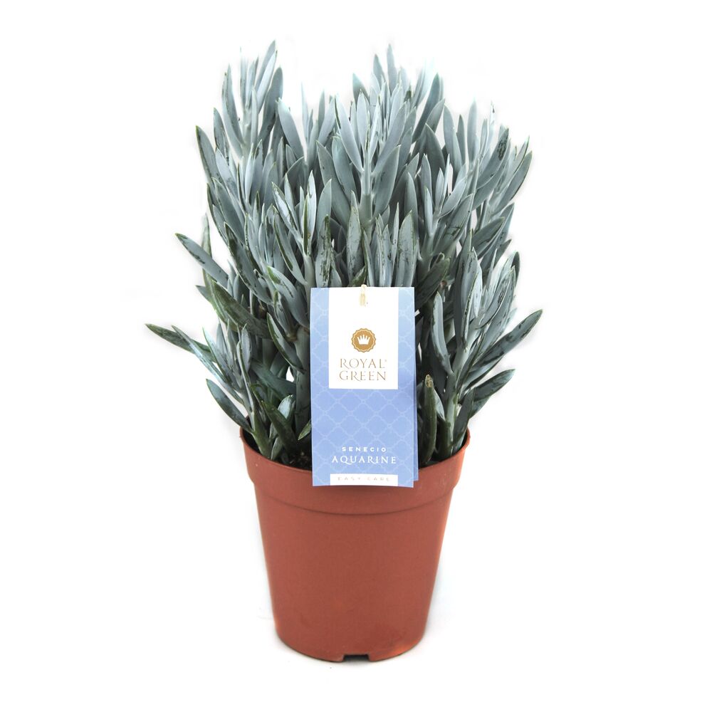 Senecio Aquarine in braunem Topf