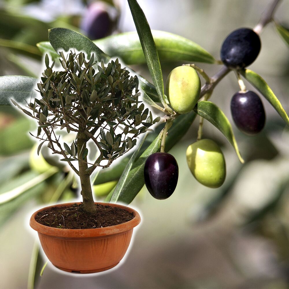 Oliven Bonsai