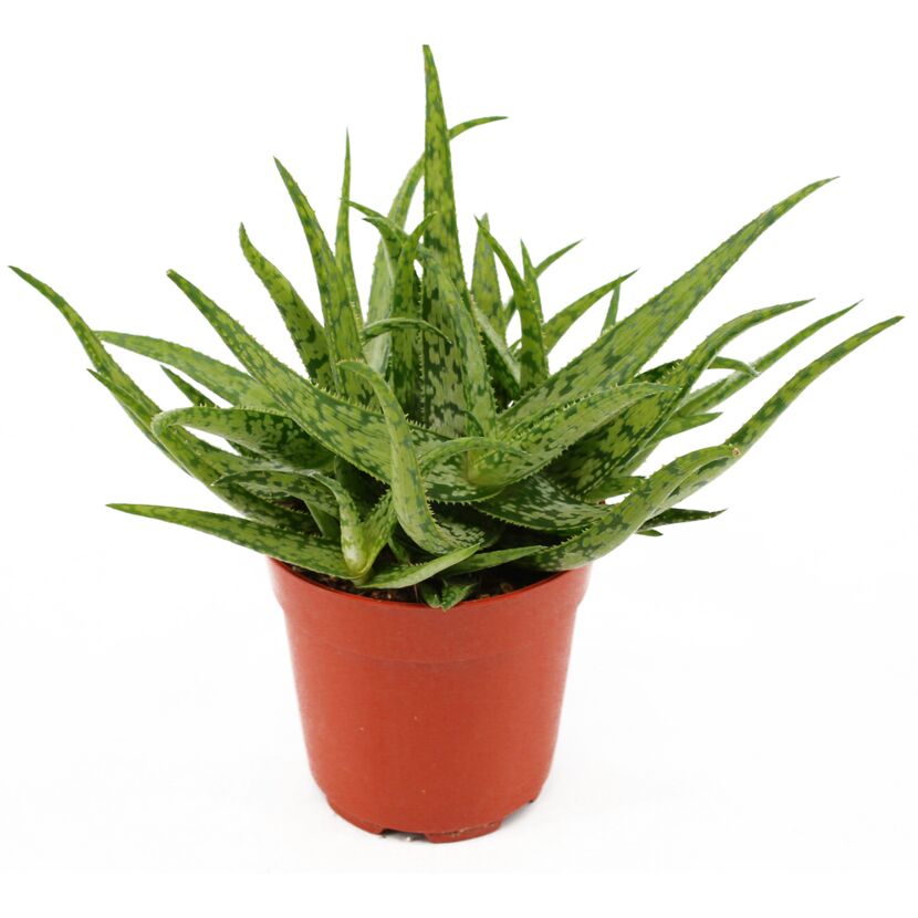 Aloe Spider im Topf