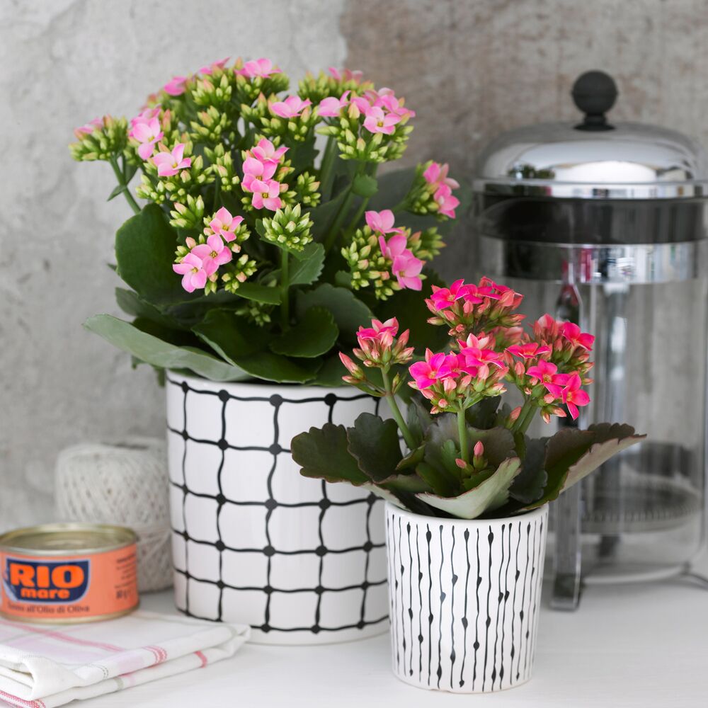 Zwei Kalanchoe Pflanzen in schwarz-weißen Töpfen