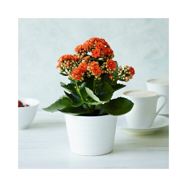 Zimmerpflanzen online bestellen ǀ toom Baumarkt Zimmerpflanzen online bestellen ǀ toom Baumarkt
